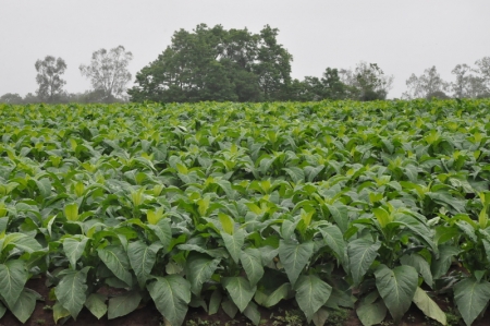 Acordo para tabaco pode sair nessa reunião em Porto Alegre
