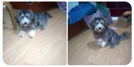 Ajude a encontrar o cachorrinho LÉO