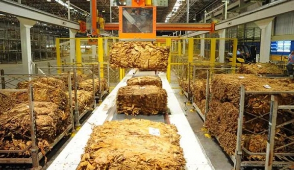 Fumageiras devem iniciar compra  do tabaco em 2020