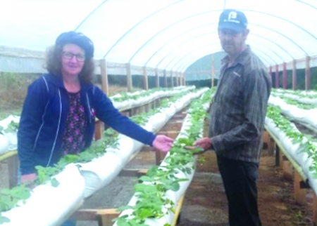 Cultura do morangueiro em São Lourenço do Sul