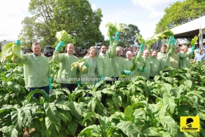 Canguçu sedia abertura da colheita do tabaco