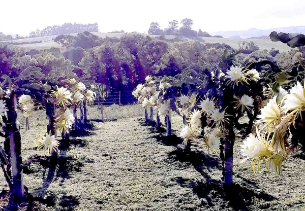 Florescimento de Pitais no interior de São Lourenço do Sul