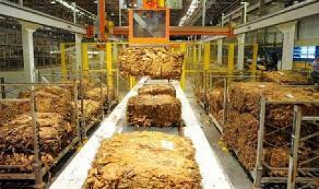 Cerca de 17 mil toneladas de tabaco foram produzidas em SLS na última safra