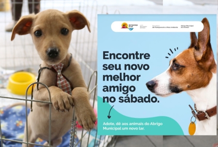 FEIRA DE ADOÇÃO: Neste sábado (9) é dia de Feira de Adoção de Cães do Abrigo Municipal