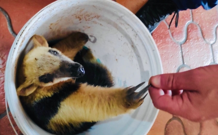 Corpo de Bombeiros capturou tamanduá mirim em propriedade rural às margens da ERS 265