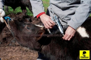 Vacinação contra Febre Aftosa prorrogada no RS até 10 de dezembro