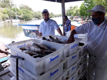 Pesca da tainha tem chamado atenção para uma boa safra