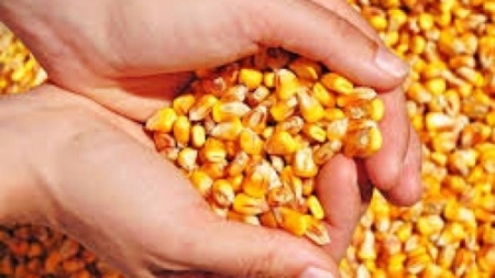 Pedidos para o Programa Troca-Troca de Sementes iniciam dia 22 de maio