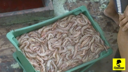 camarao em sao llourenço do sul