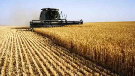 Área da lavoura de arroz diminuiu  10% em São Lourenço do Sul