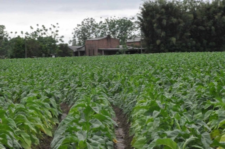 Safra de tabaco 2019/2020 fecha em 633.021 toneladas