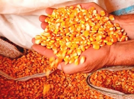 Projeto que anistia do pagamento dos Programas Troca-Troca de Sementes pode beneficiar 50 mil agricultores