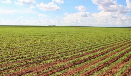 Como estão as lavouras de verão em São Lourenço do Sul