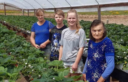 Emater: Produção de morango  em estufa sem agrotóxico