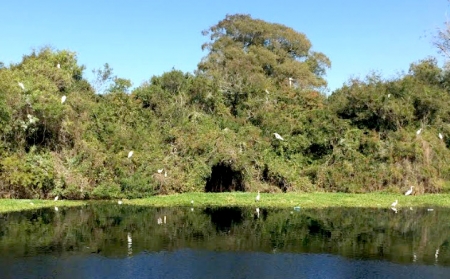 Um grande número de garças modificam o cenário do Arroio São Lourenço