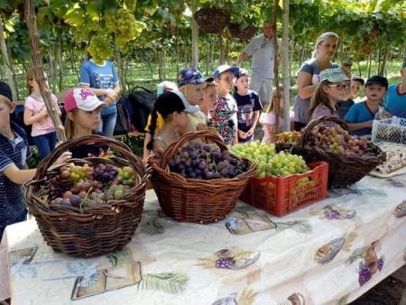 Conheça mais sobre os Vinhedos Fortaleza  