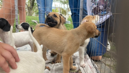 Prefeitura realizou Feira de Adoção de Filhotes do Abrigo Municipal