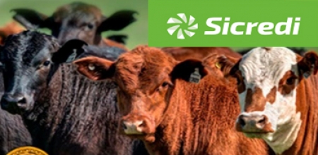 SICREDI disponibiliza linha de crédito para o Remate do Sindicato Rural que acontece no início de outubro