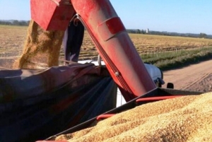 Vencimentos do arroz repactuados em até sete anos