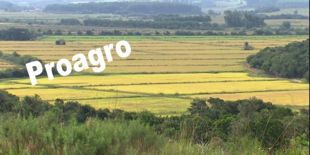 Estiagem: laudos de Proagro continuam sendo elaborados nas lavouras de São Lourenço do Sul