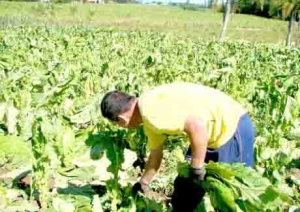 Dezenas de fumicultores ficaram sem receber a última parcela da INTAB