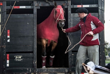 Expositores e criadores de São Lourenço do Sul inscritos na Expointer 2019