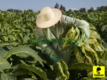 São Lourenço do Sul sedia a Abertura da Colheita do Tabaco 2022 nesta terça-feira