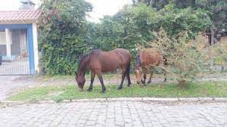 Cavalos Soltos: Saiba como proceder para chamar o recolhimento de equinos