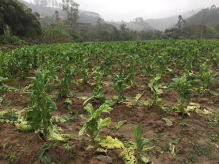 Tabaco: Granizo provocou 350 pedidos de seguro à Afubra nesta safra