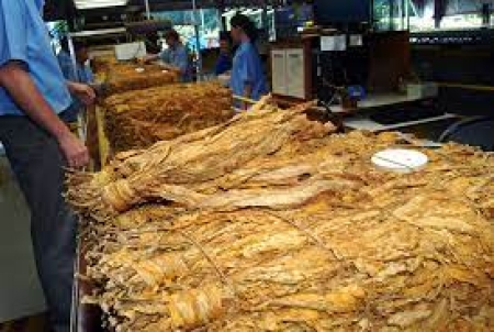 Afubra: dados sobre tabaco  em São Lourenço do Sul