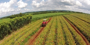 PLANO DO GOVERNO PREOCUPA PRODUTORES RURAIS