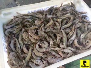 safra de camarão sao lourenço do sul