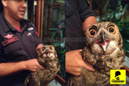 Corpo de  Bombeiros de SLS realizou resgate de coruja