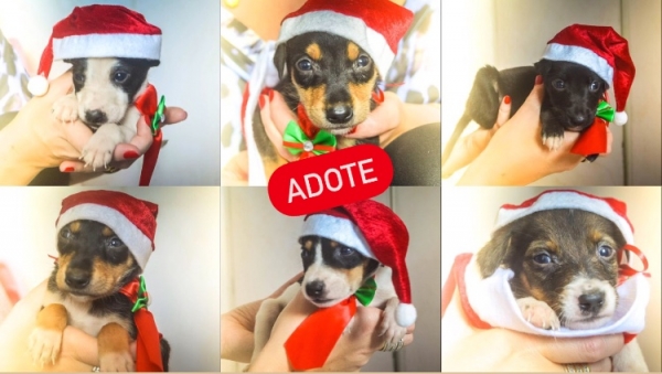 ADOTE: 9 irmãozinhos que foram abandonados estão disponíveis para adoção