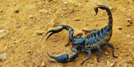 Picadas de animais peçonhentos preocupam muito no verão também em São Lourenço do Sul
