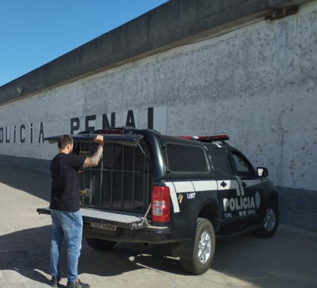 POLÍCIA CIVIL PRENDEU AUTOR DE ROUBO A ESTABELECIMENTO COMERCIAL NO BAIRRO SETE DE SETEMBRO