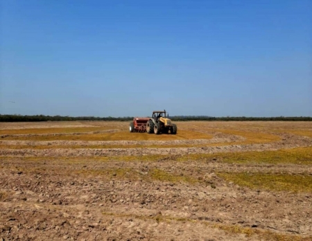 Semeadura de arroz está com apenas 23% da área  prevista em São Lourenço do Sul