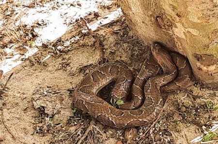 Moradora de SLS alerta sobre cobra encontrada na praia da Barrinha