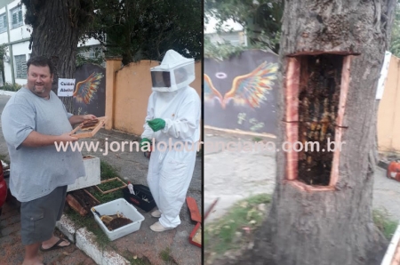 Apicultores retiraram colméia da via pública