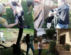 SÃO LOURENÇO DO SUL ALCANÇA MAIS DE 99% DE ÍNDICE VACINAL DE FEBRE AFTOSA