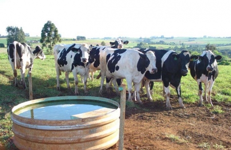 Qual a situação da produção de fumo e do leite em São Lourenço do Sul